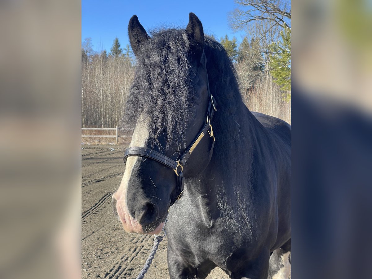 Shire Horse Stallion 4 years 18,1 hh Black in Lekeryd