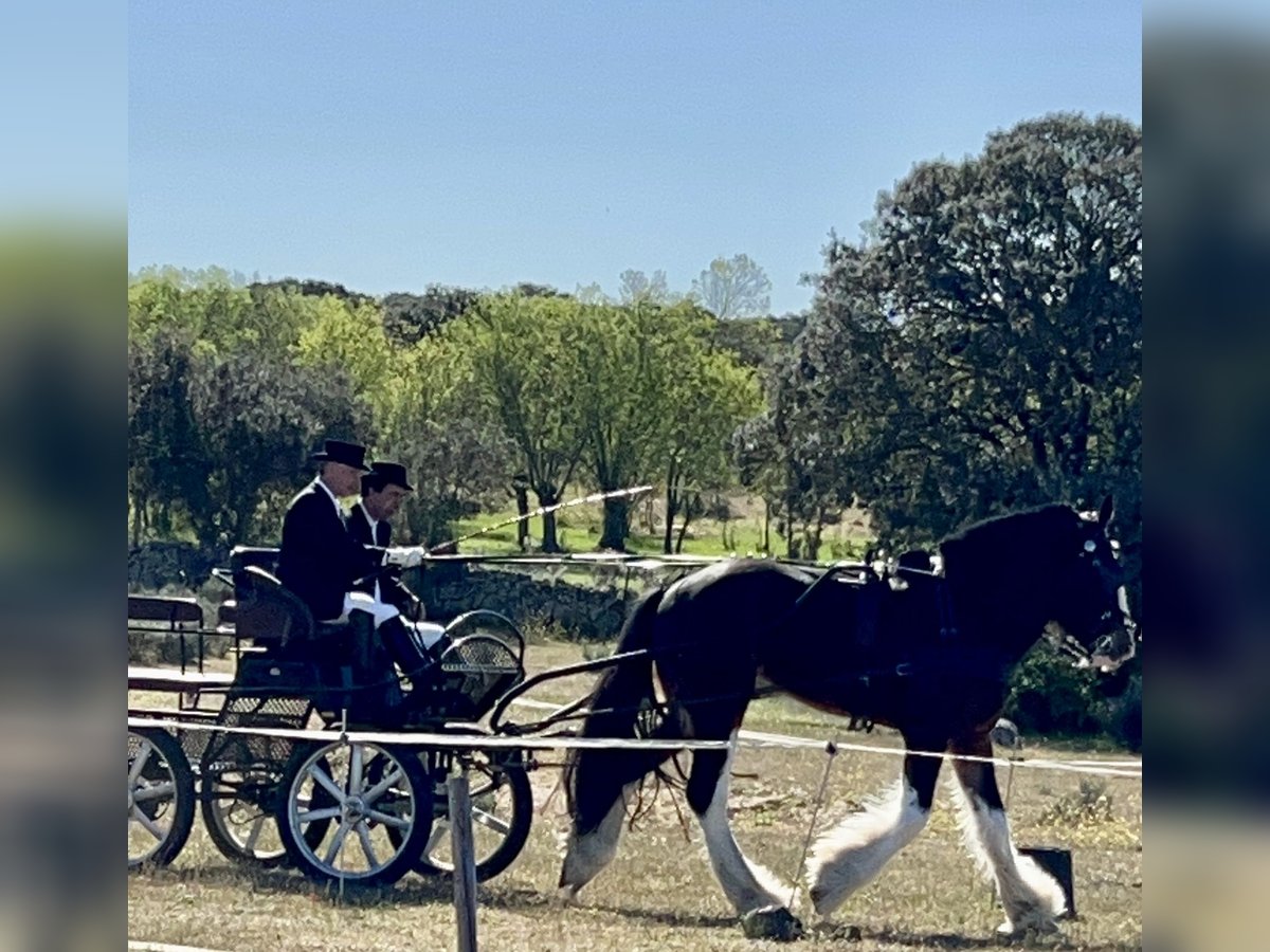 Shire Horse Stallion 7 years 18,1 hh Brown in Yecla De Yeltes