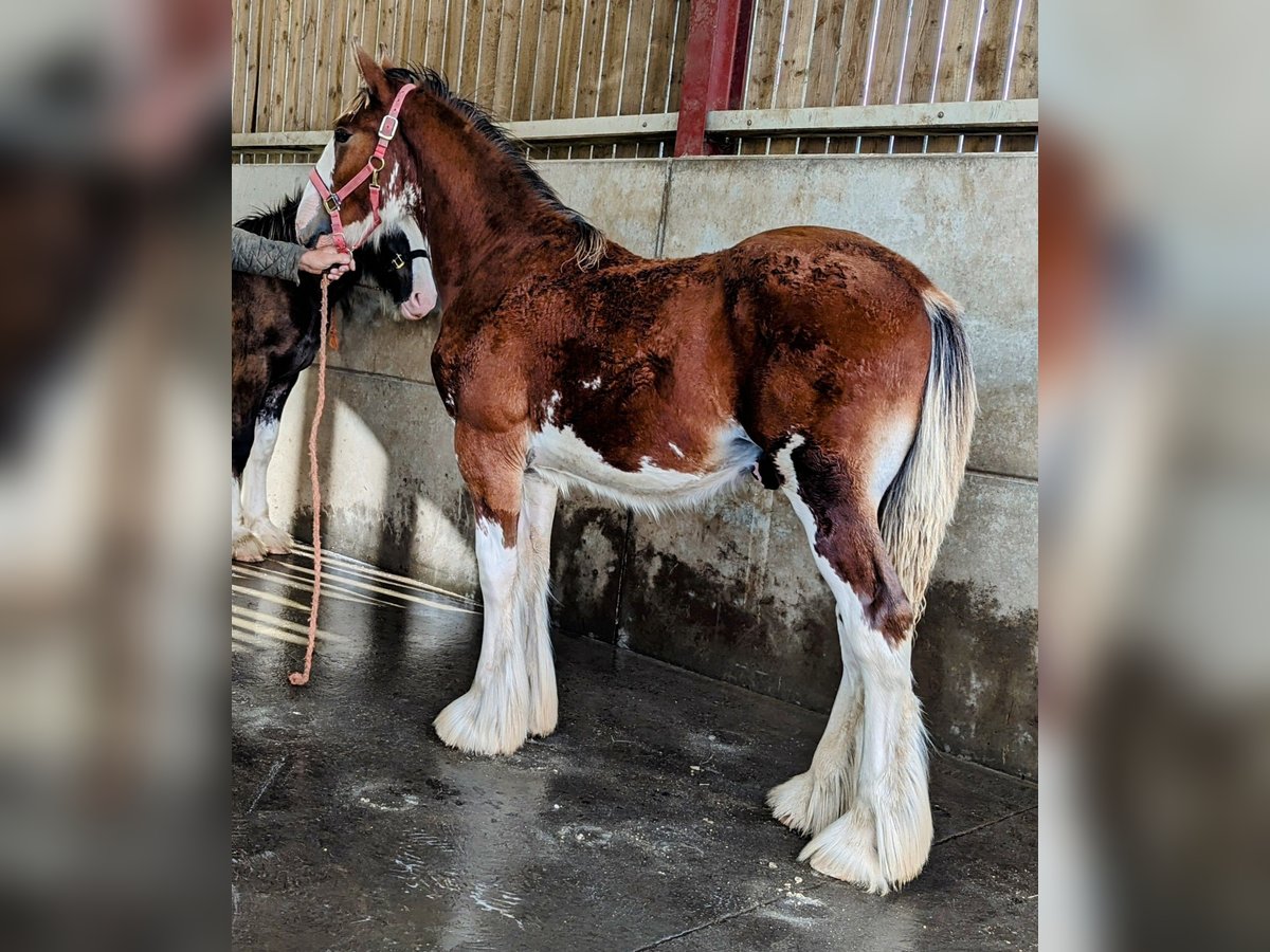 Shire Horse Stallion Foal (01/2024) 18 hh Bay in York