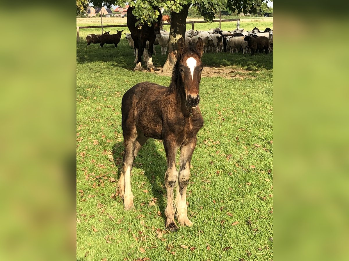Shire Horse Stallion Foal (05/2025) Bay-Dark in Haselau