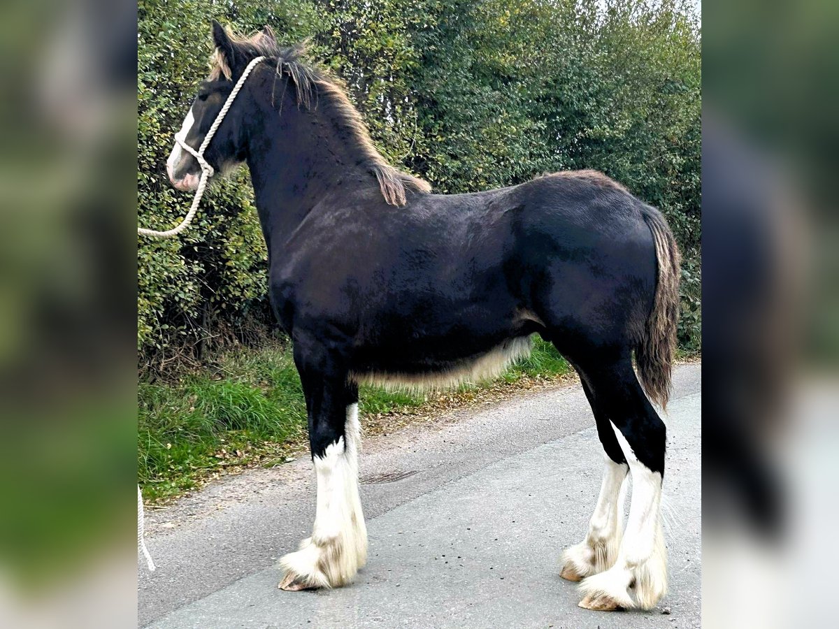 Shire Horse Stallion Foal (04/2025) in whitegate