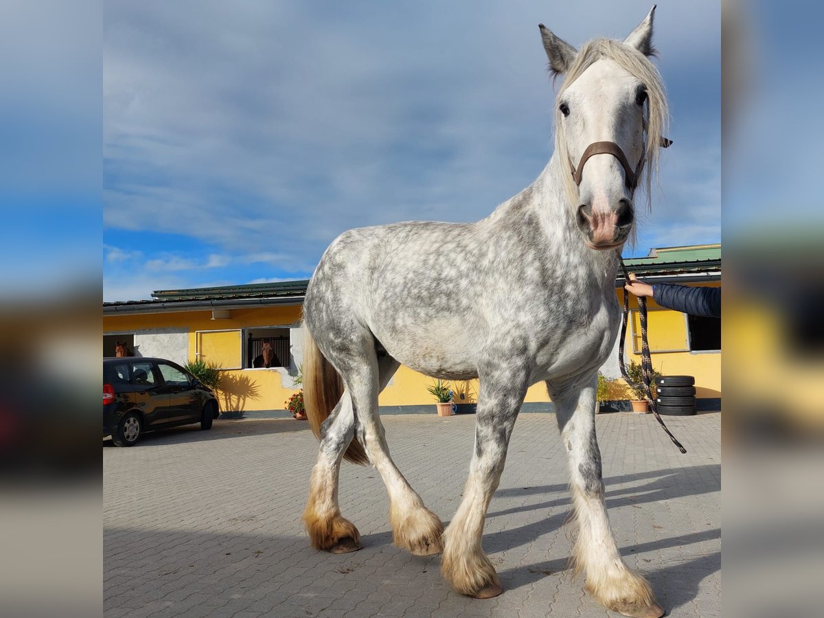 Shire Horse Stute 11 Jahre 187 cm Schimmel in Eferding