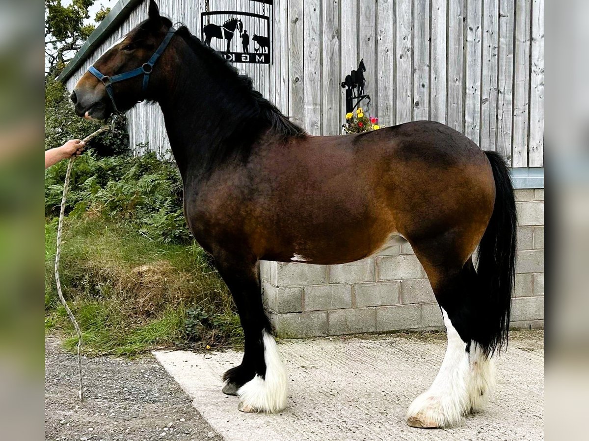 Shire Horse Stute 11 Jahre in whitegate