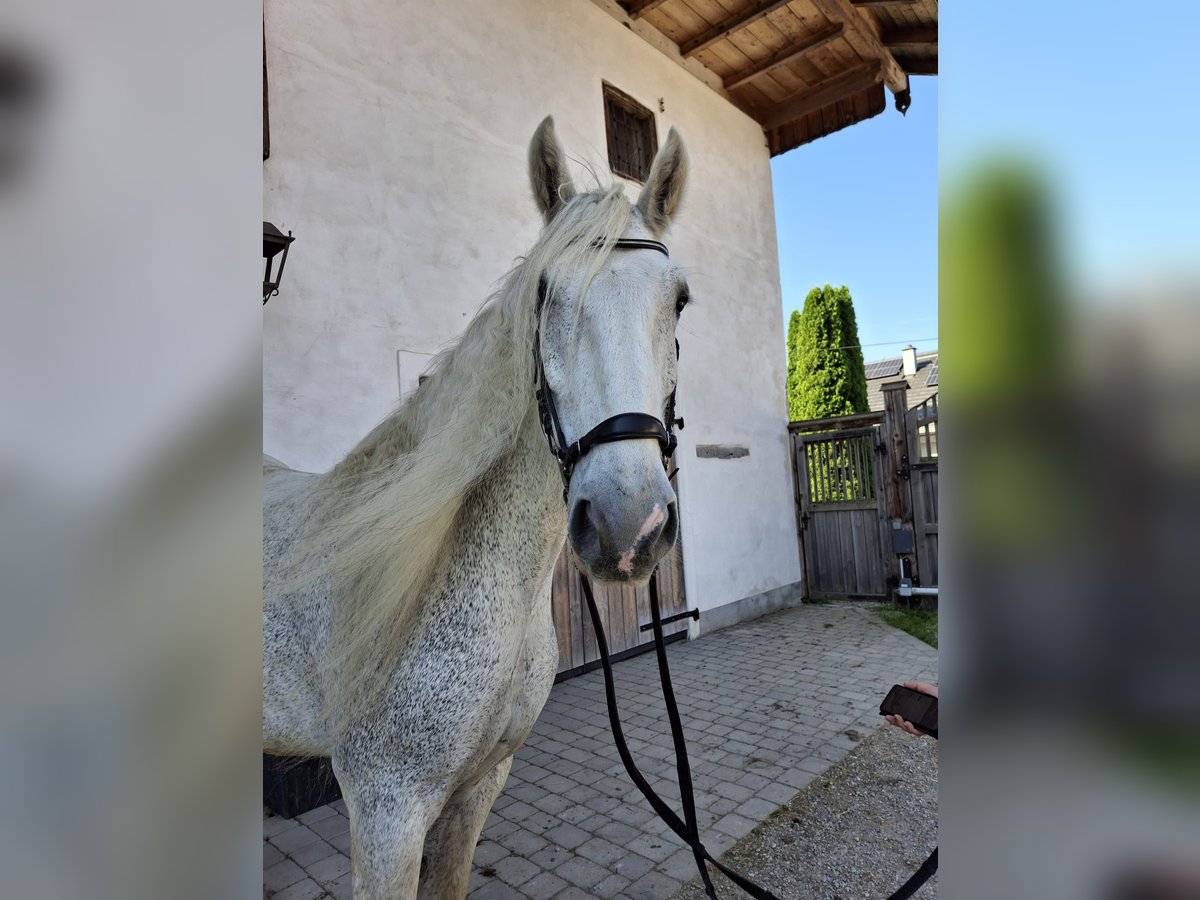 Shire Horse Stute 14 Jahre 180 cm Schimmel in Ried im Innkreis
