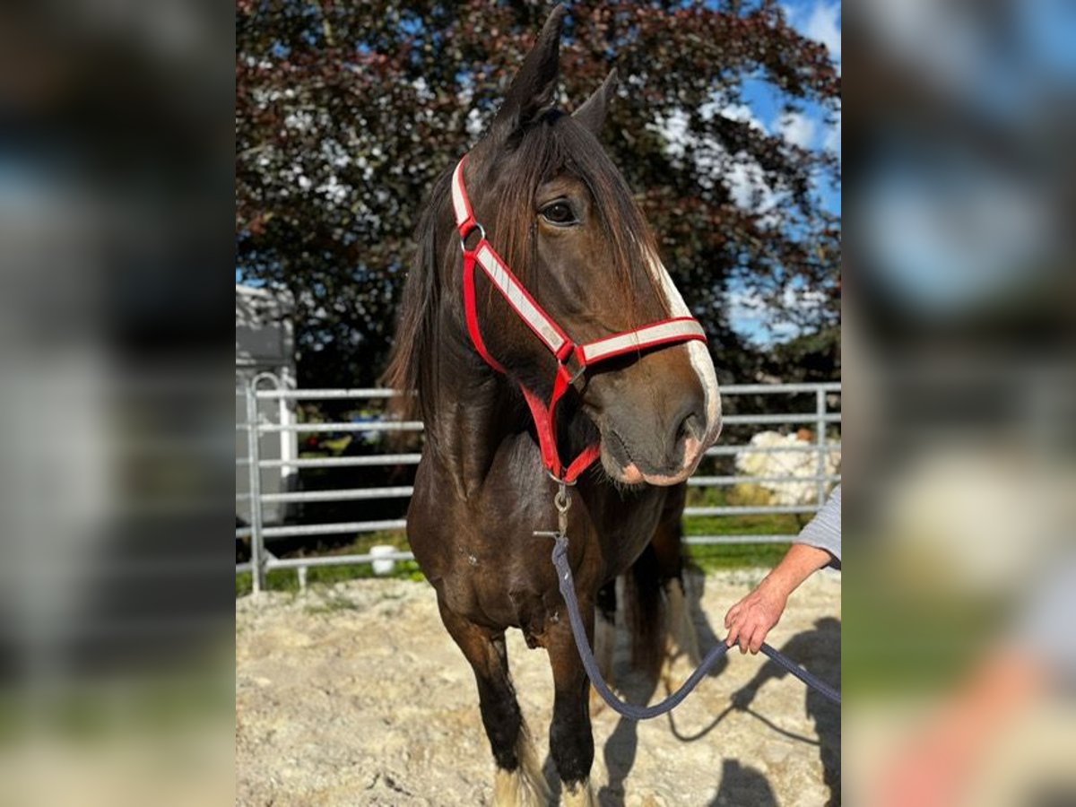 Shire Horse Stute 15 Jahre 176 cm Dunkelbrauner in Wittmund