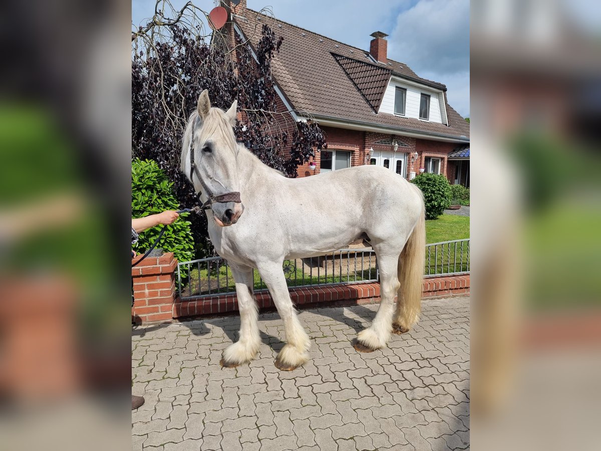 Shire Horse Stute 15 Jahre 178 cm Schimmel in Gnarrenburg