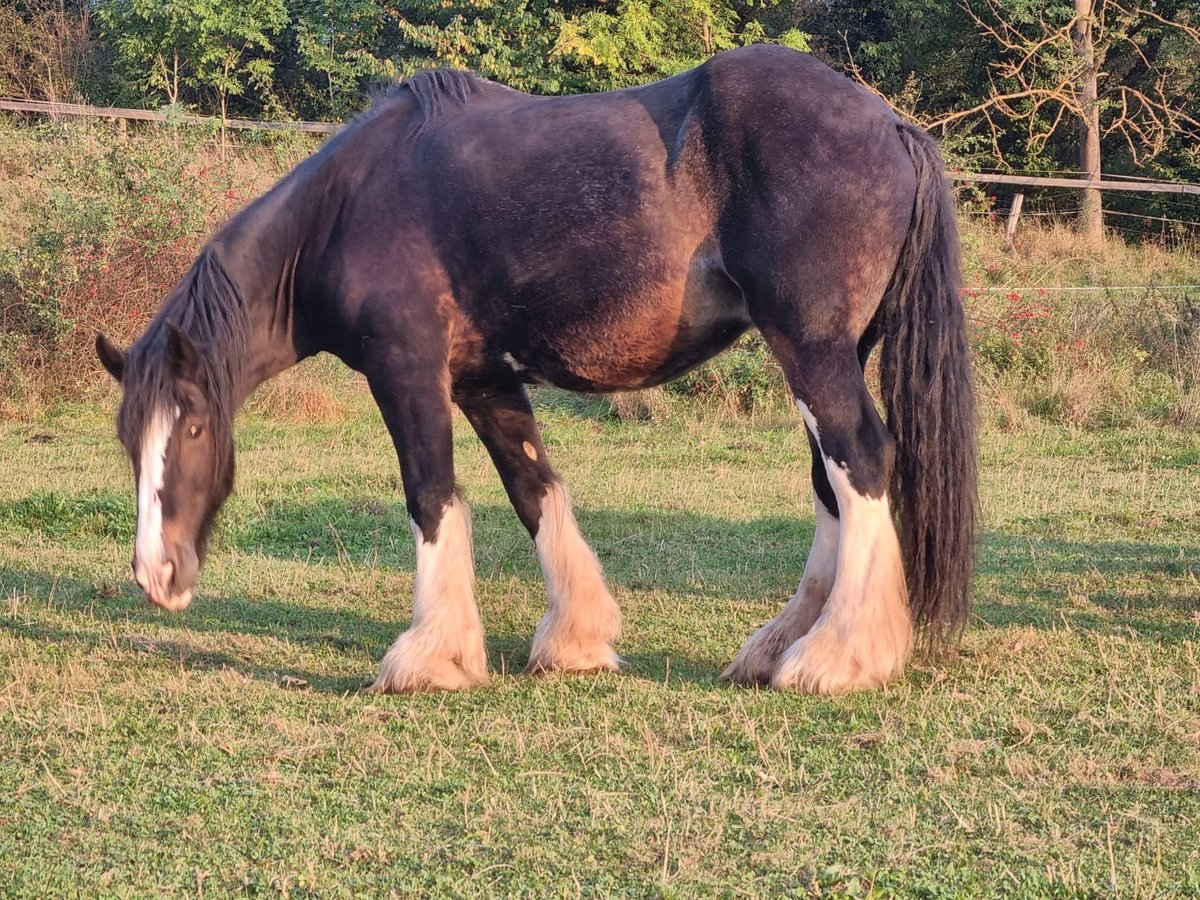 Shire Horse Stute 17 Jahre 183 cm Dunkelbrauner in Morschen