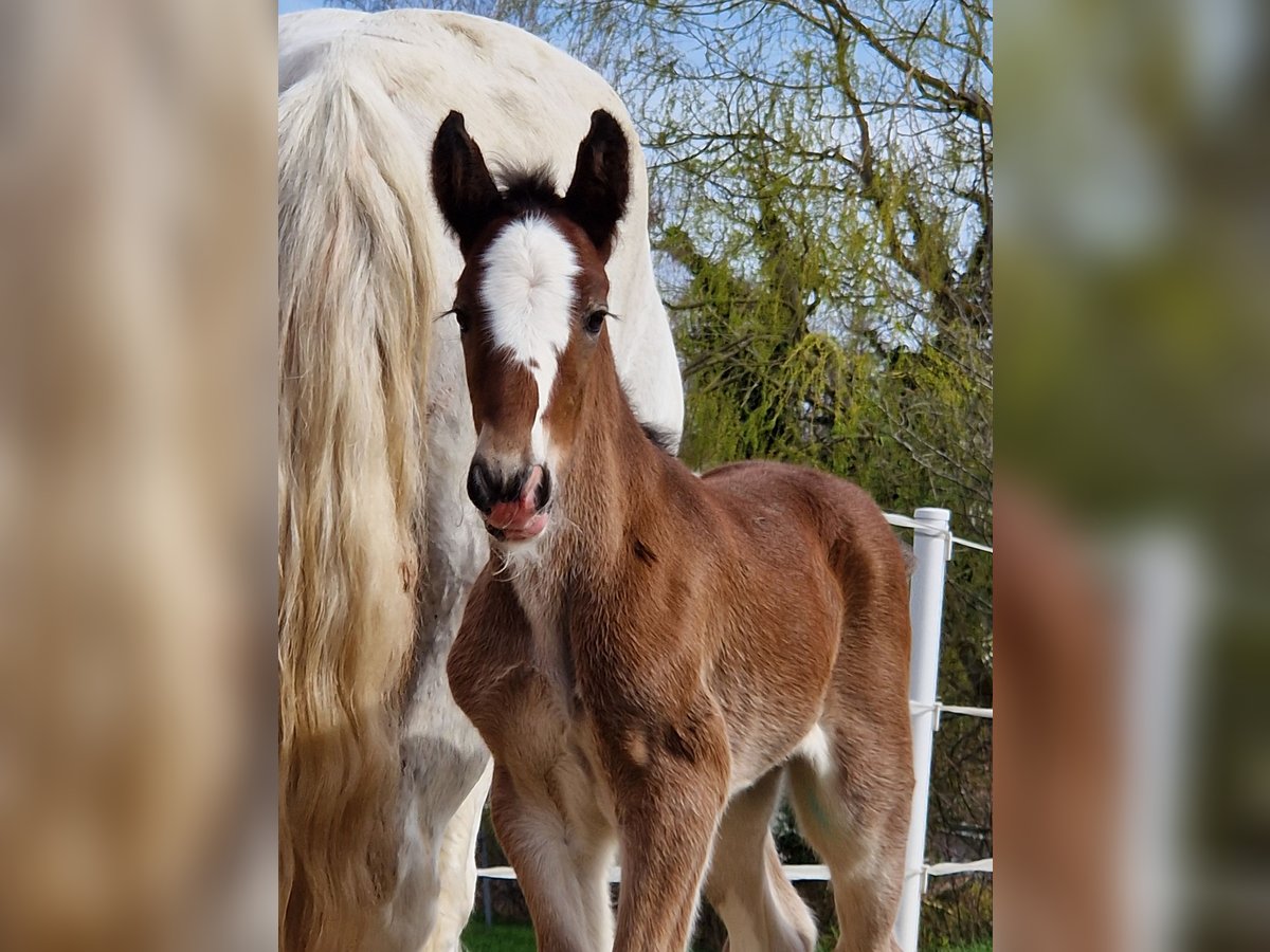 Shire Horse Stute 1 Jahr 185 cm Brauner in Bad F&#xFC;ssing