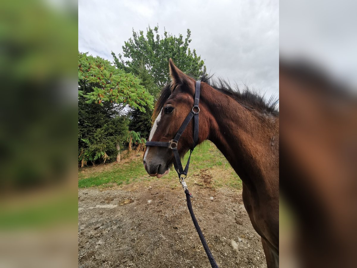 Shire Horse Stute 1 Jahr 185 cm Brauner in Ried im Innkreis