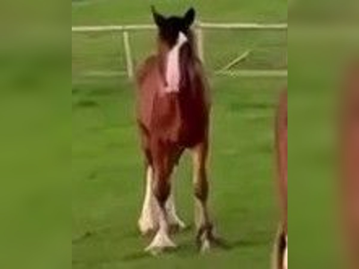 Shire Horse Stute 1 Jahr in marbury Shire Horse Stute 1 Jahr in marbury