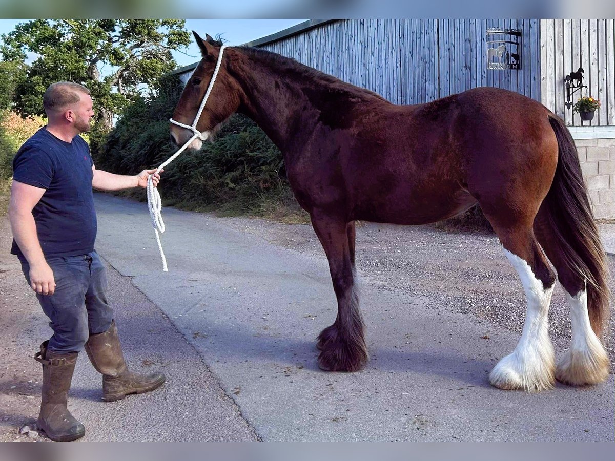 Shire Horse Stute 2 Jahre in whitchurch Shire Horse Stute 2 Jahre in whitchurch
