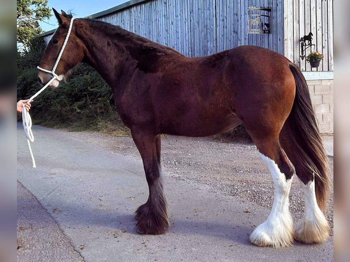 Shire Horse Stute 2 Jahre in whitegate