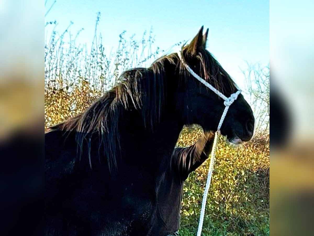 Shire Horse Stute 2 Jahre in marbury