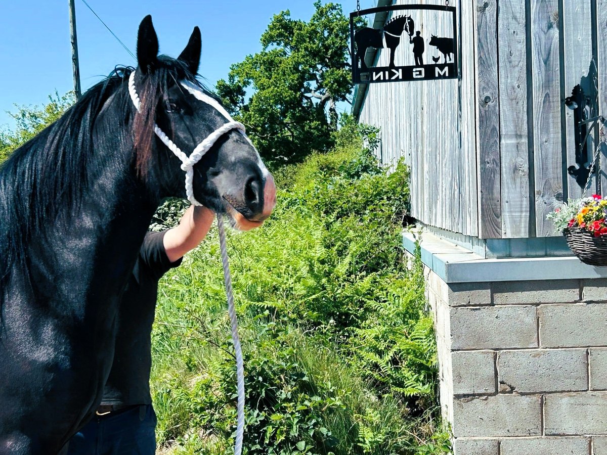 Shire Horse Stute 2 Jahre in whitegate Shire Horse Stute 2 Jahre in whitegate