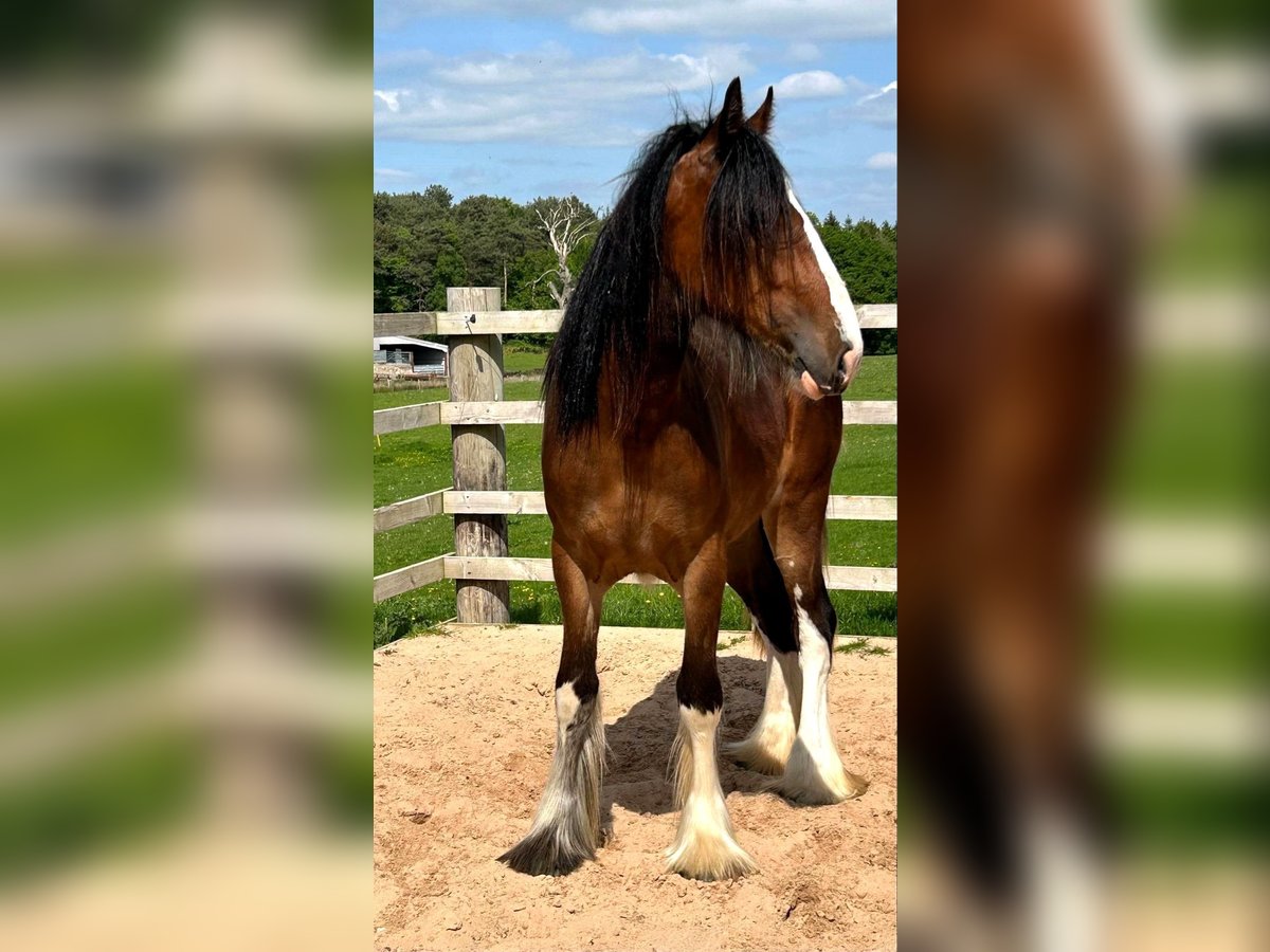 Shire Horse Stute 2 Jahre in whitegate