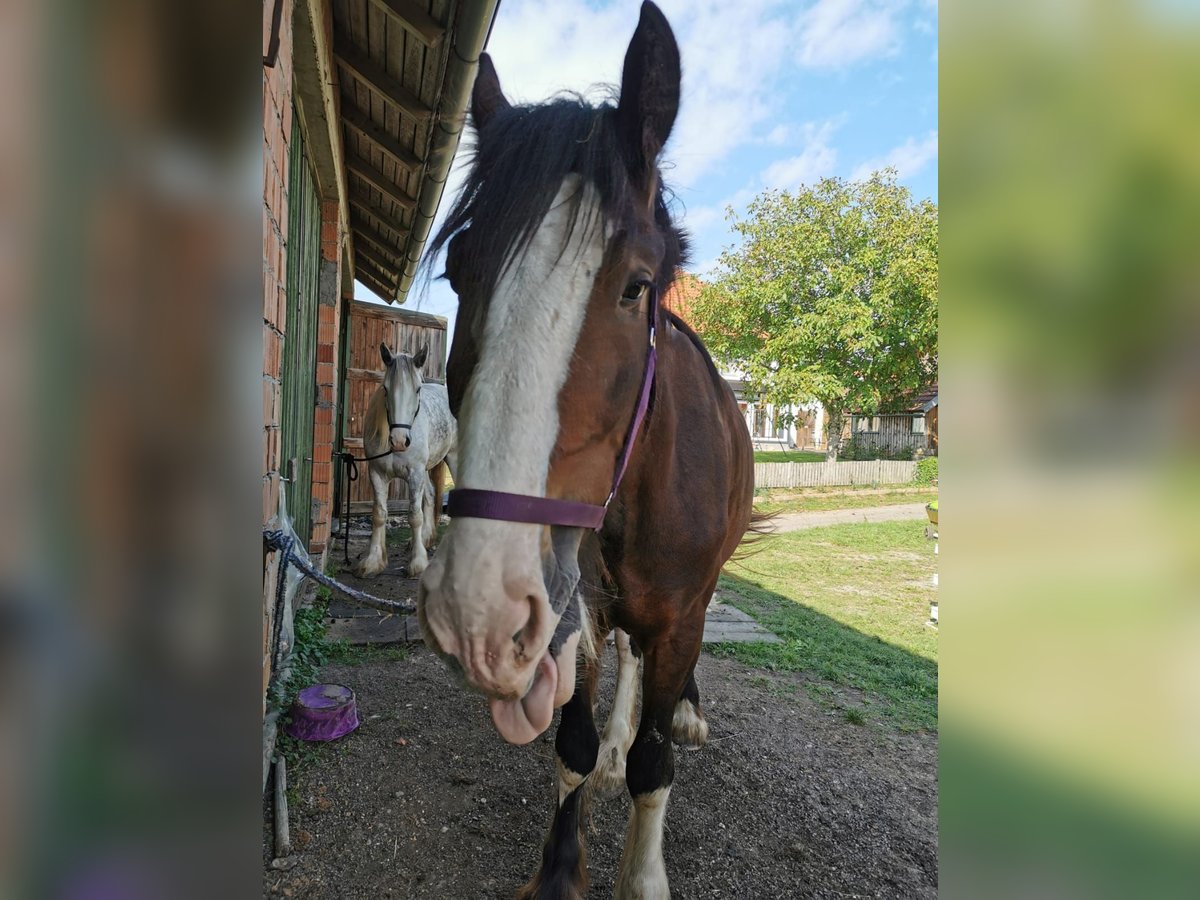Shire Horse Stute 3 Jahre 167 cm Brauner in Ried im Innkreis