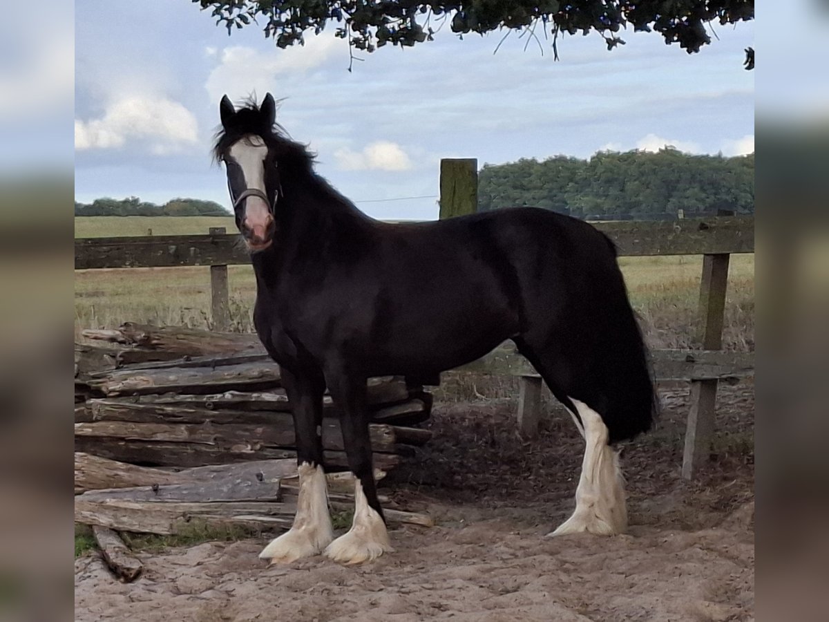 Shire Horse Stute 3 Jahre 173 cm Rappe in Markelo