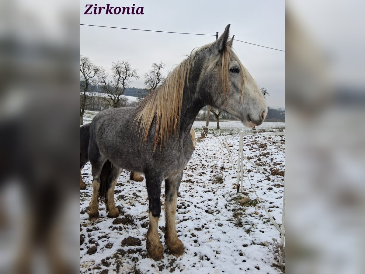 Shire Horse Stute 3 Jahre 179 cm Schimmel in Ried im Innkreis