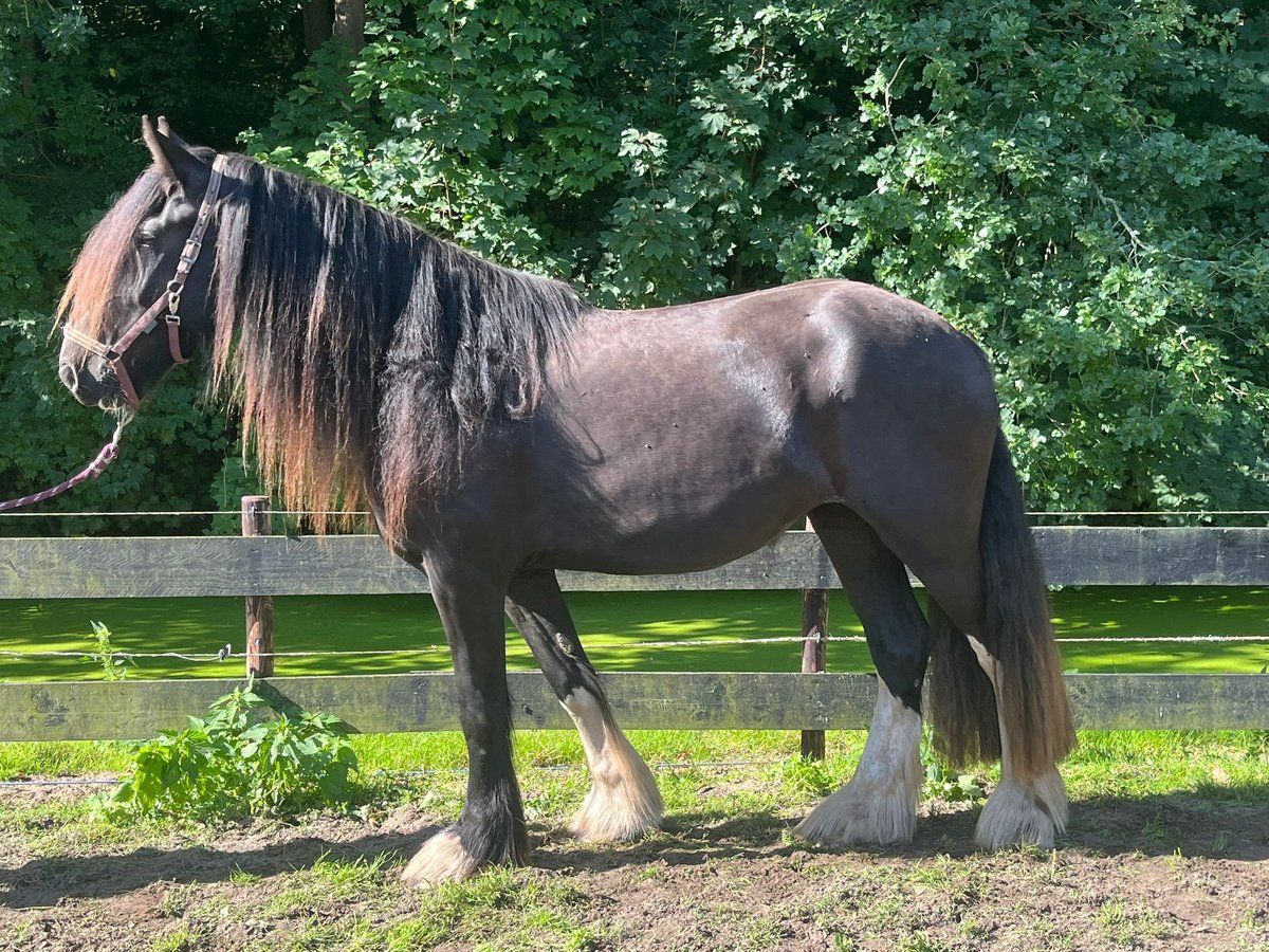 Shire Horse Stute 3 Jahre Rappe in Schagerbrug