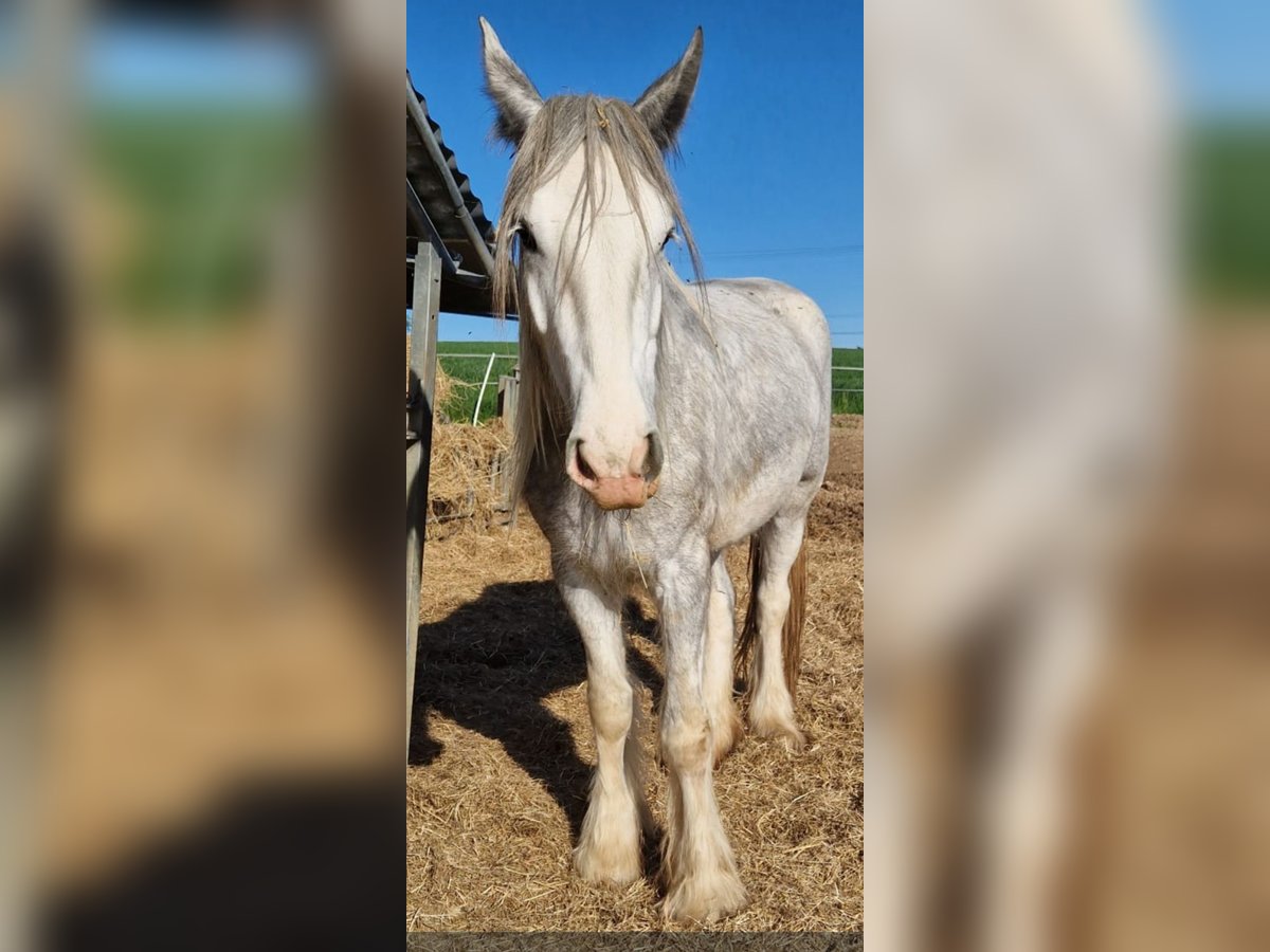 Shire Horse Stute 4 Jahre 170 cm Schimmel in Bad F&#xFC;ssing