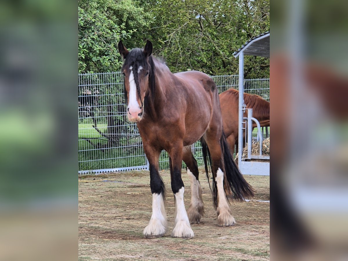 Shire Horse Stute 4 Jahre 186 cm Brauner in Ziethen Shire Horse Stute 4 Jahre 186 cm Brauner in Ziethen