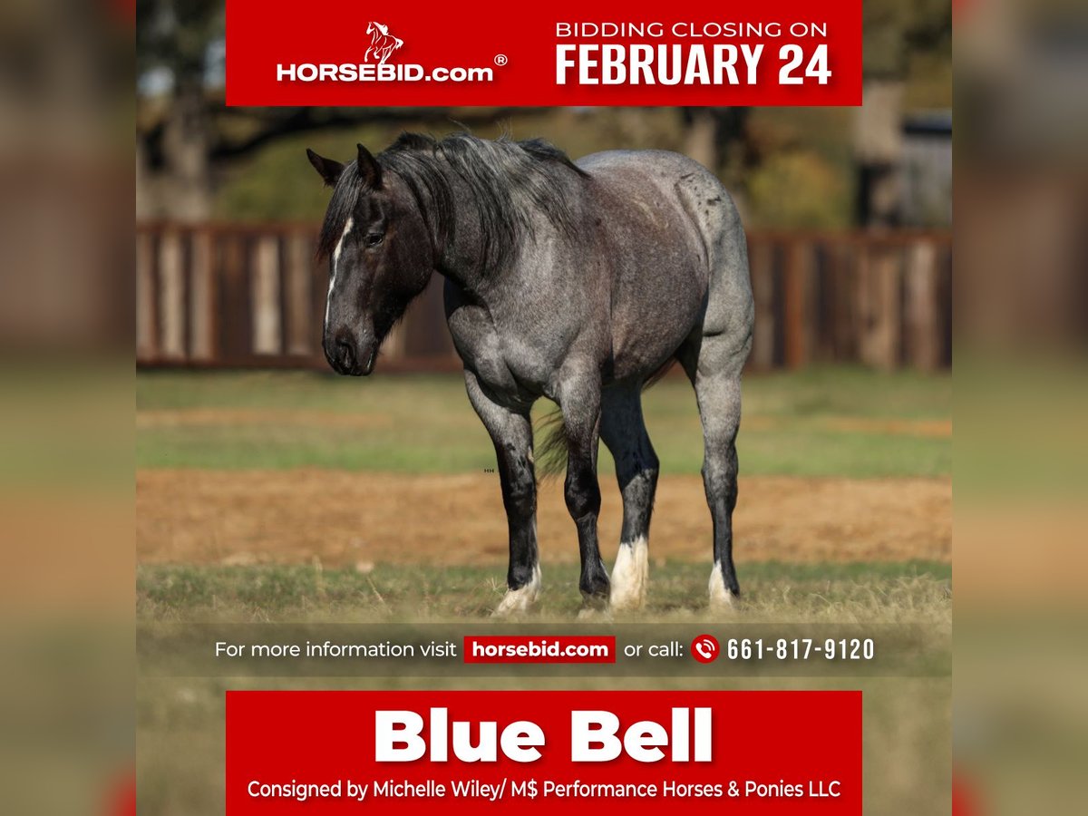 Shire Horse Stute 5 Jahre 160 cm Roan-Blue in Stephenville, TX