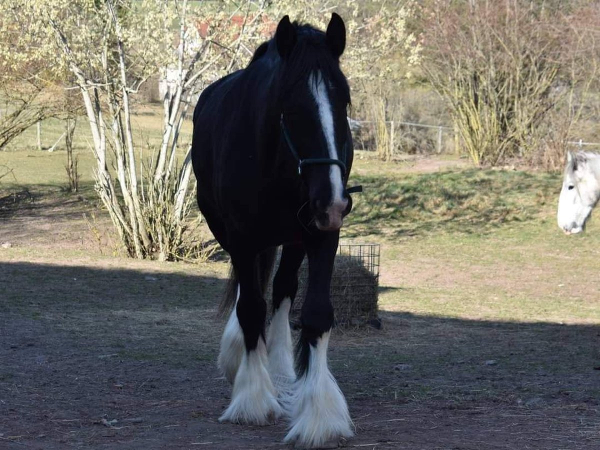 Shire Horse Stute 5 Jahre Rappe In Feuchtwangen