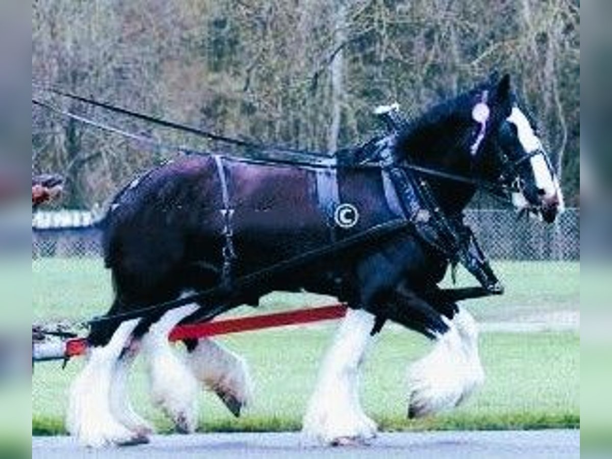 Shire Horse Stute 6 Jahre in marbury