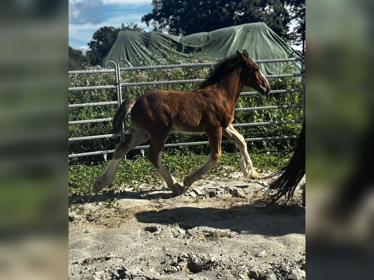 Shire Horse Stute Fohlen (06/2025) Brauner in Wittmund
