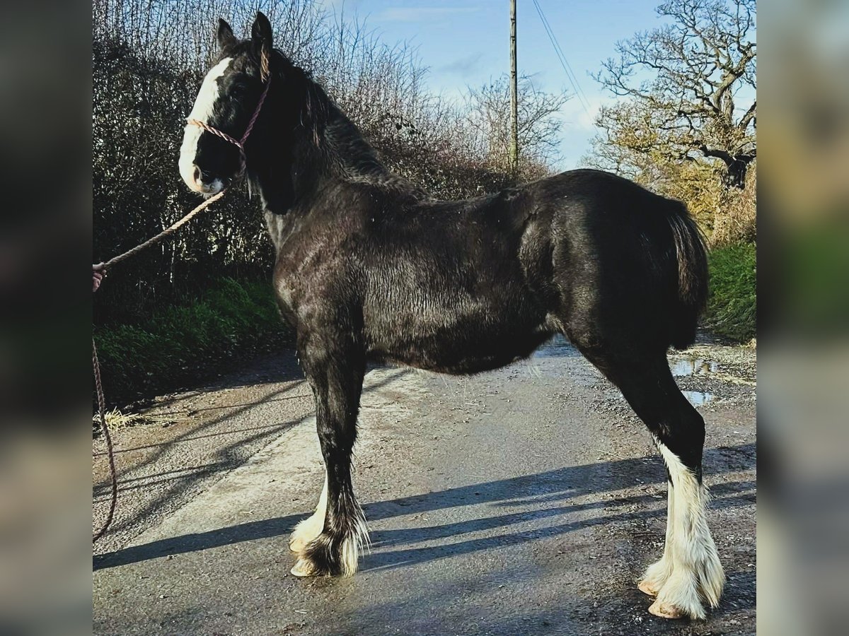 Shire Horse Stute Fohlen (04/2025) in whitegate