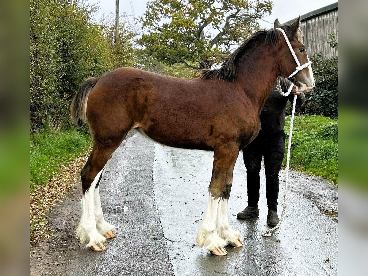 Shire Horse Stute Fohlen (01/2025) in whithurch