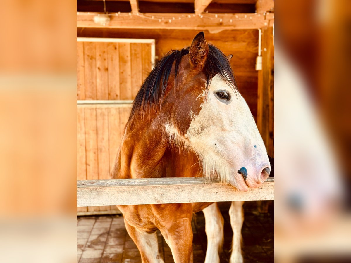 Shire Horse Wallach 1 Jahr in Deggendorf