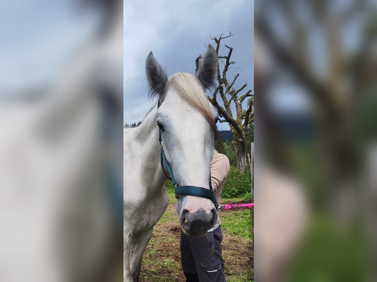 Shire Horse Wallach 2 Jahre 170 cm Kann Schimmel werden in Bad F&#xFC;ssing