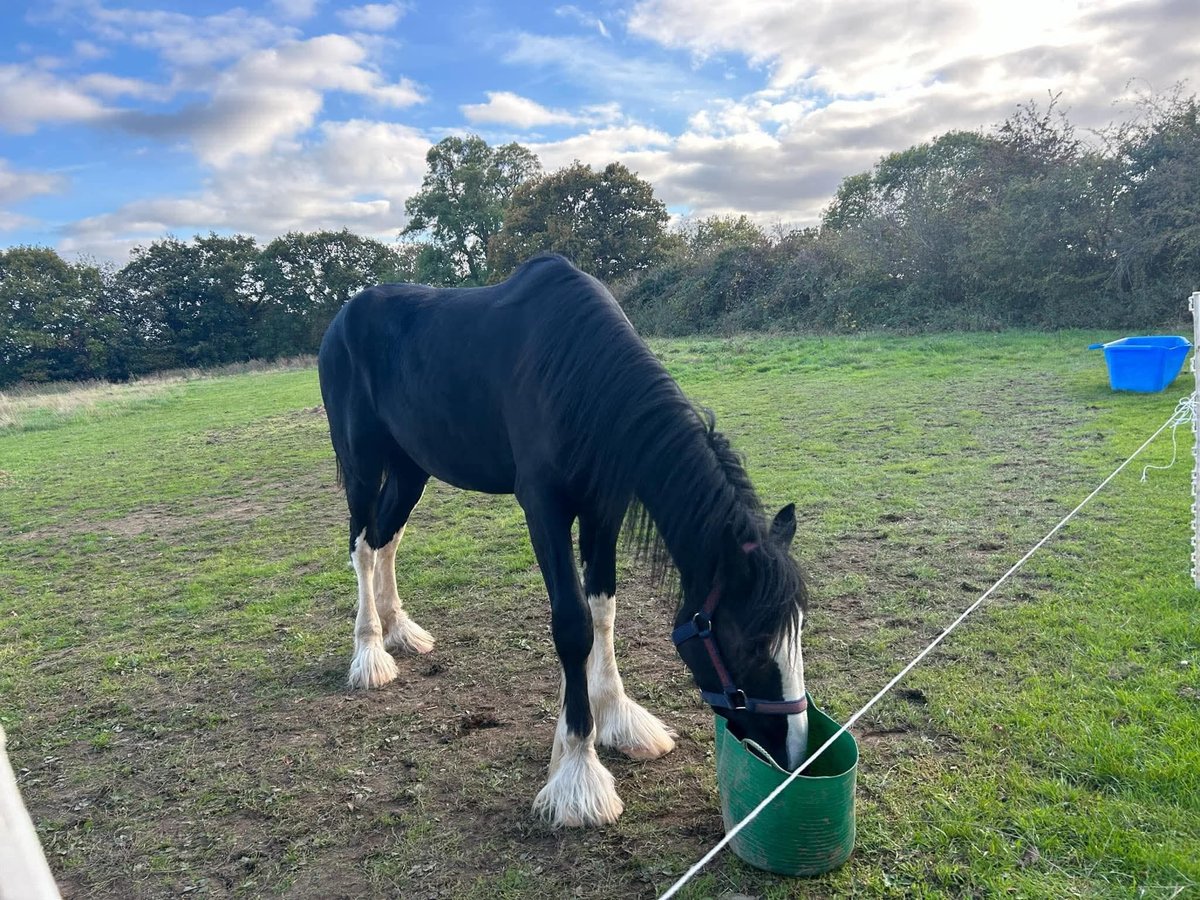 Shire Horse Wallach 2 Jahre 178 cm Rappe in Axbridge