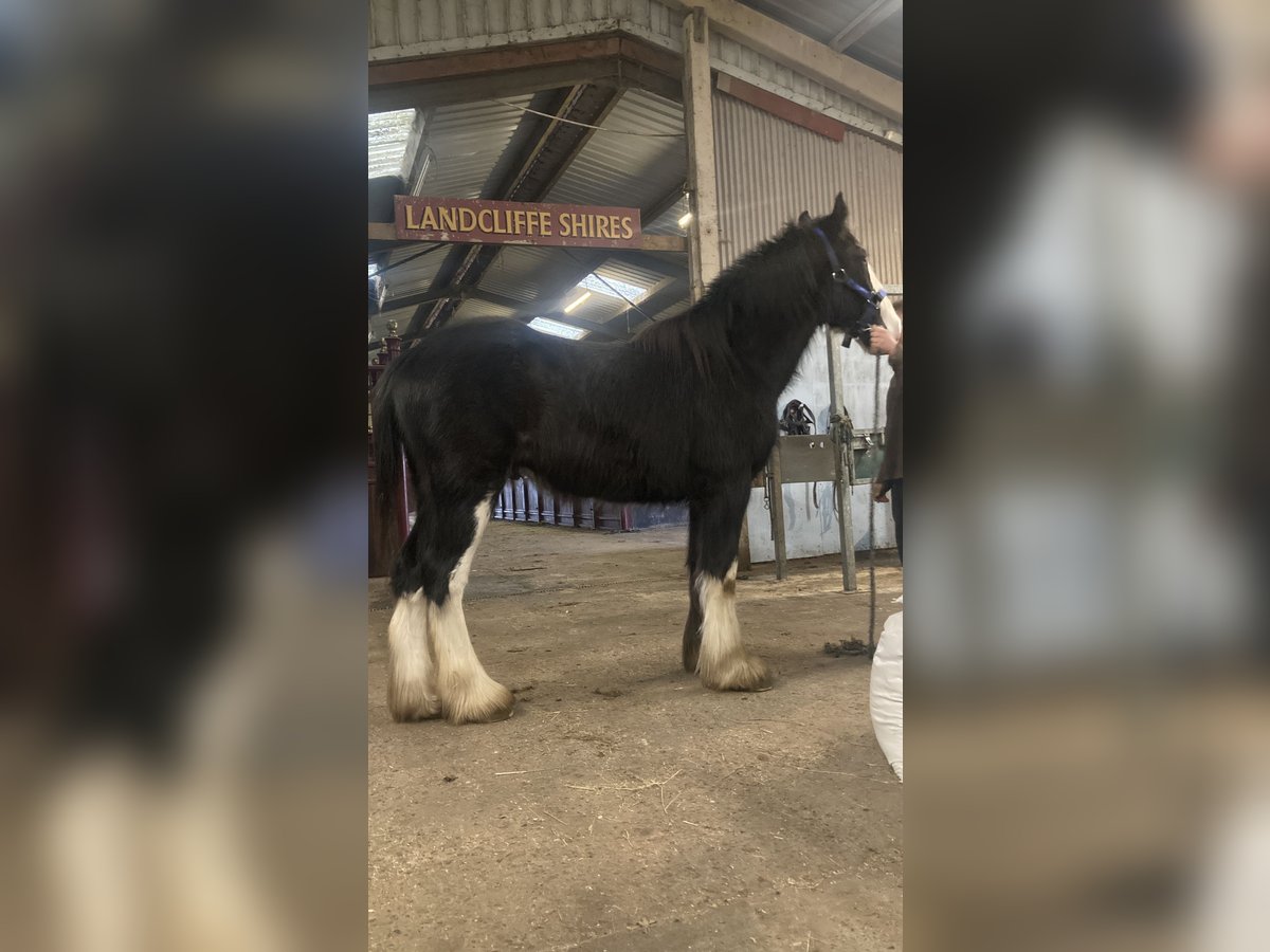 Shire Horse Wallach 2 Jahre 183 cm Rappe in York