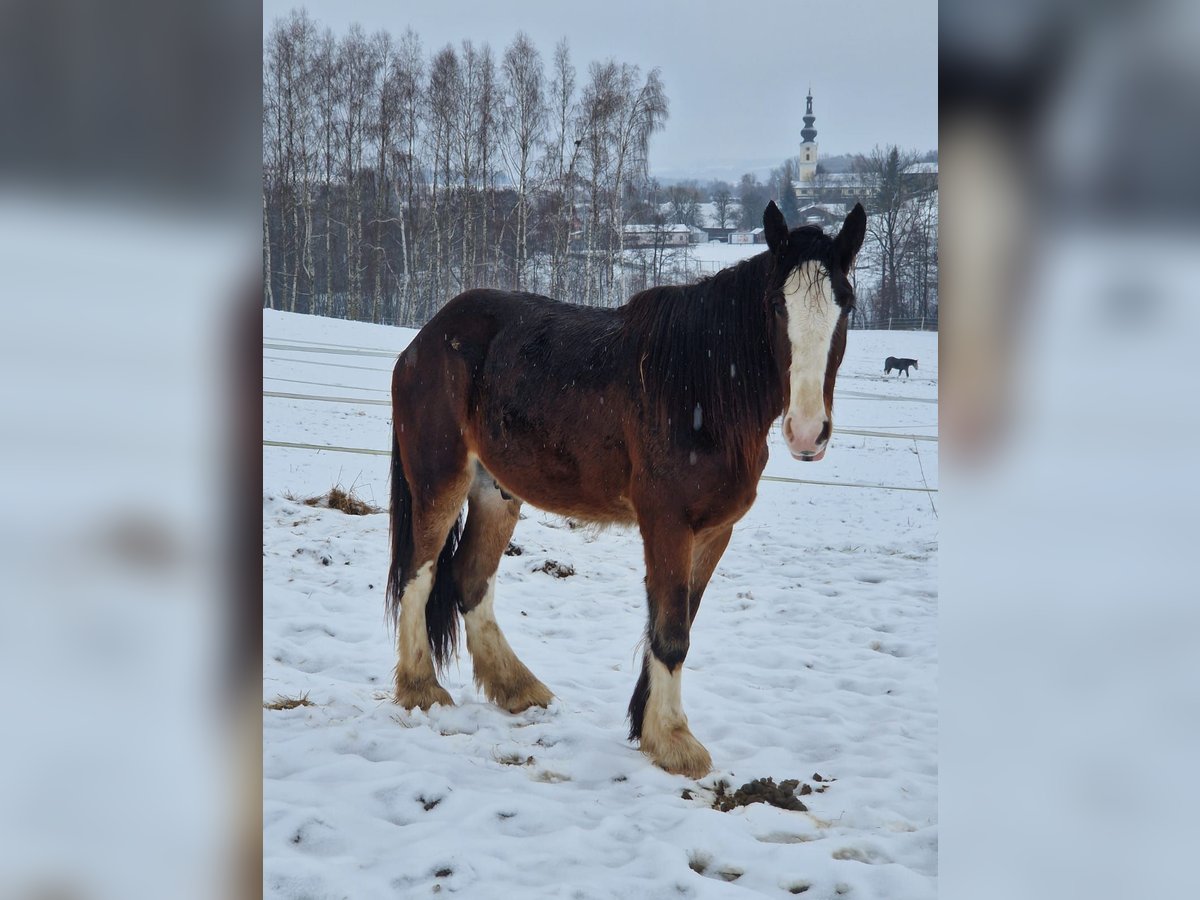Shire Horse Wallach 3 Jahre 182 cm Brauner in Ried im Innkreis
