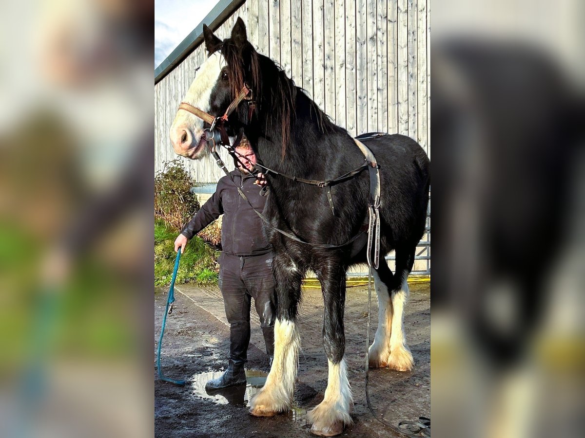 Shire Horse Wallach 3 Jahre in marbury