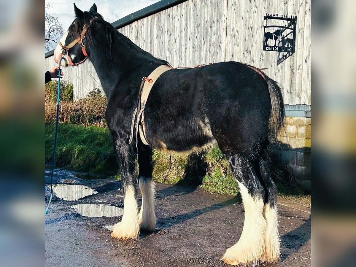 Shire Horse Wallach 3 Jahre in 2bq