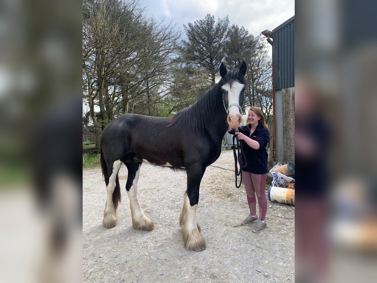 Shire Horse Wallach 4 Jahre 183 cm Rappe in Ennis, Co.Clare