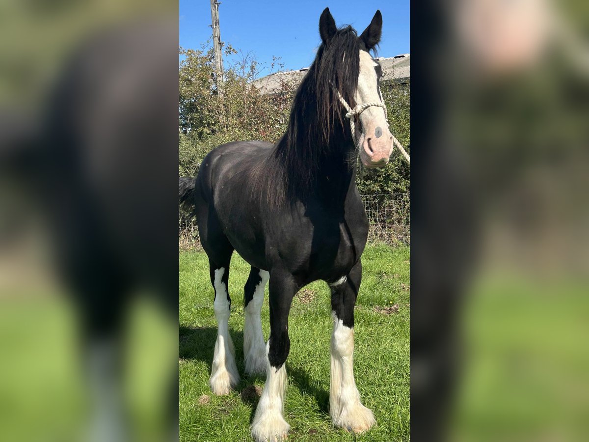 Shire Horse Wallach 4 Jahre Rappe in Tarporley