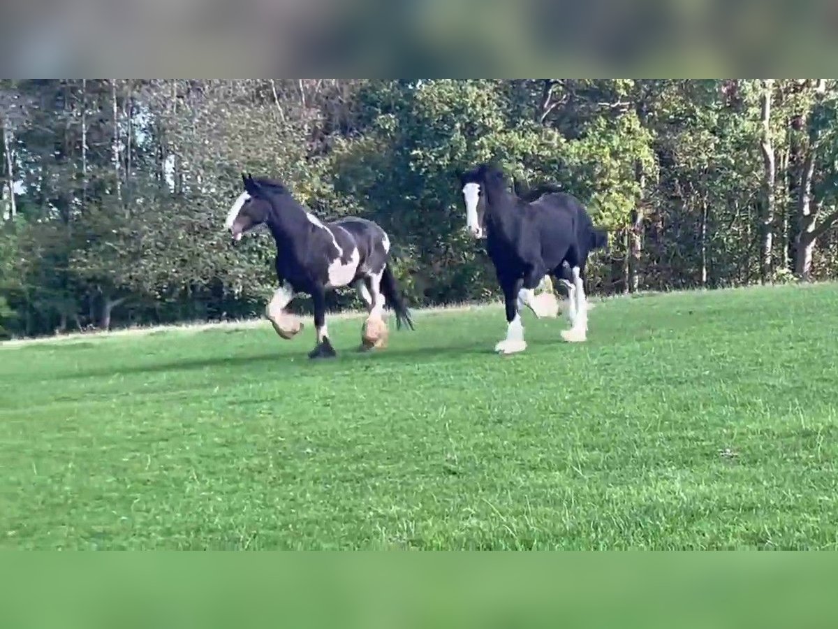 Shire Horse Wallach 4 Jahre in whitchurch