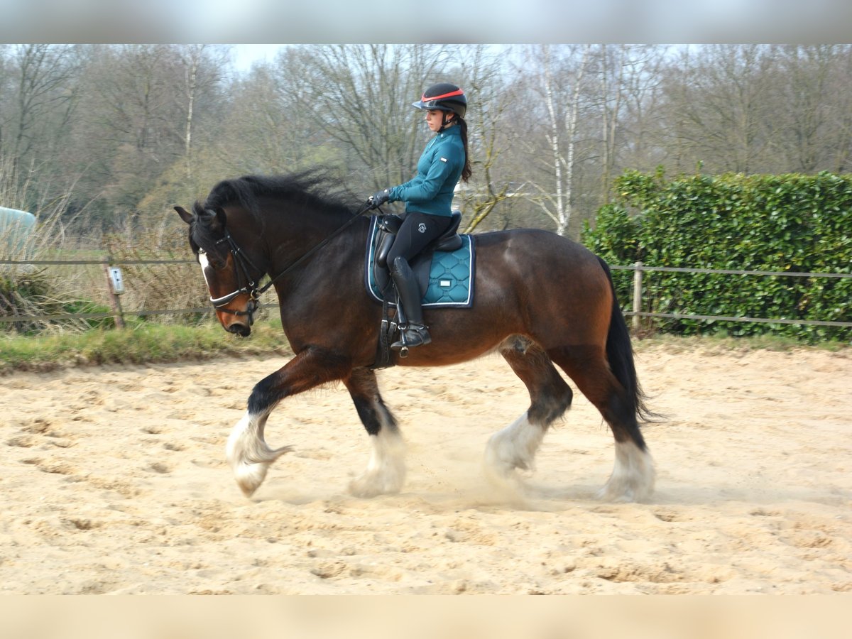 Shire Horse Wallach 7 Jahre 177 cm Dunkelbrauner in Eerbeek