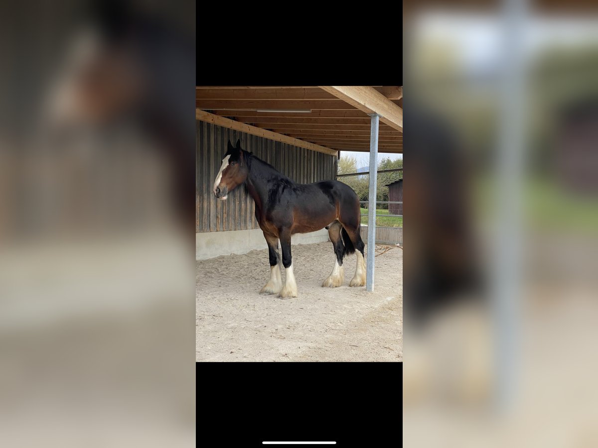 Shire Horse Wallach 7 Jahre 190 cm in Filderstadt