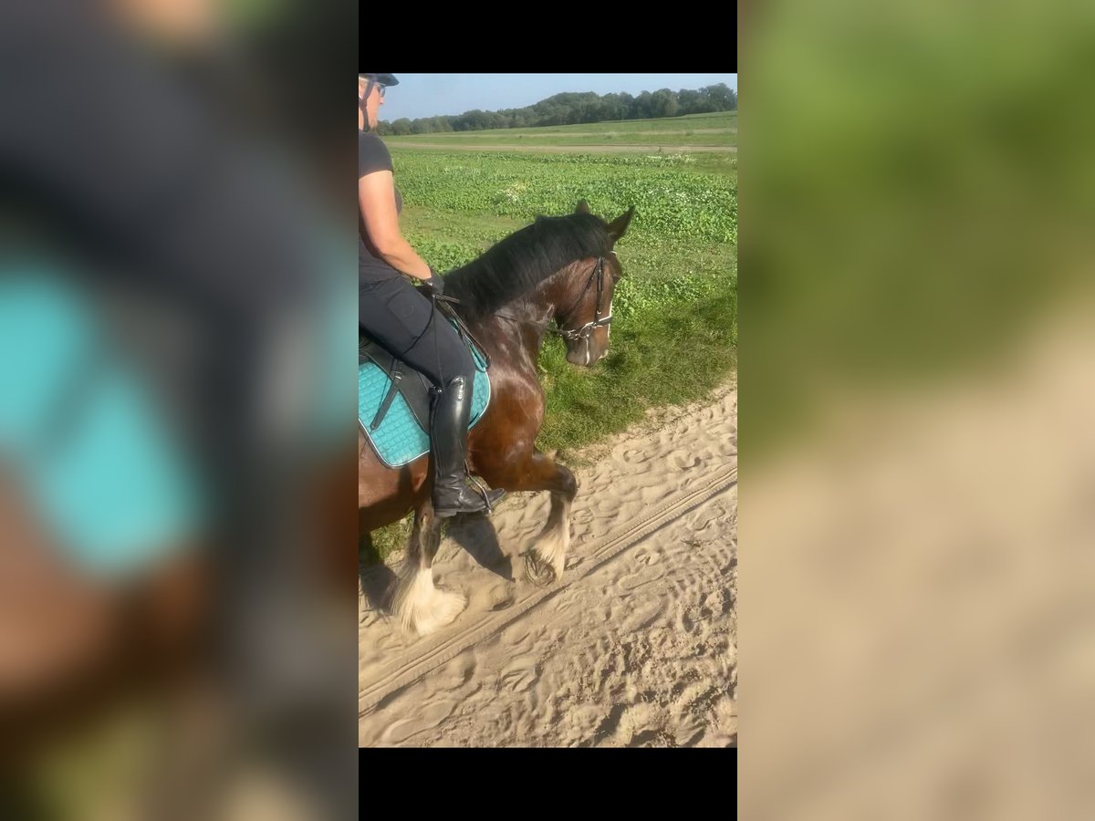 Shire Horse Wallach 8 Jahre 180 cm Brauner in Ganderkesee