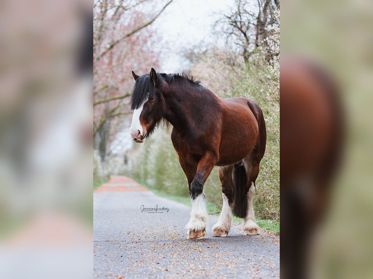 Shire Horse Wallach 9 Jahre 186 cm Brauner in R&#xF6;blingen am See