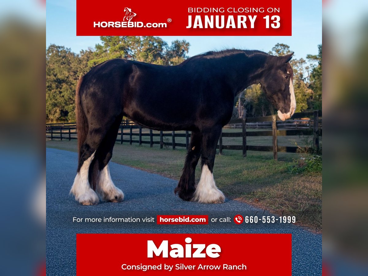 Shire Horse Yegua 11 años 173 cm Negro in Morriston, FL