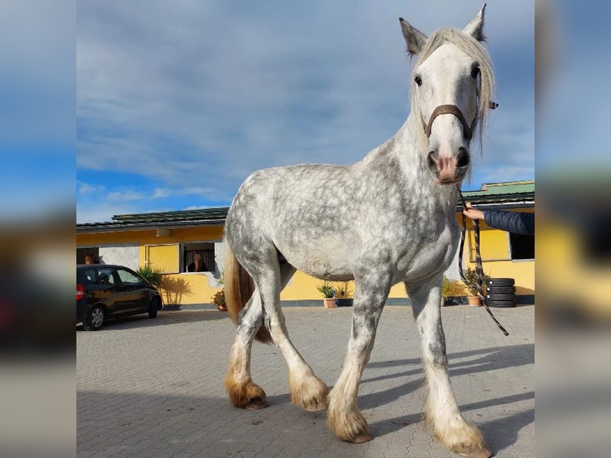 Shire Horse Yegua 11 años 187 cm Tordo in Eferding