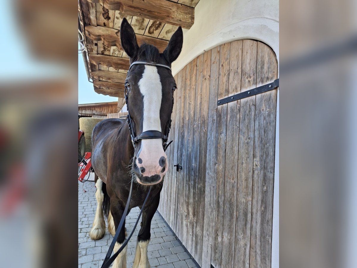 Shire Horse Yegua 16 años 175 cm Castaño in Bad F&#xFC;ssing