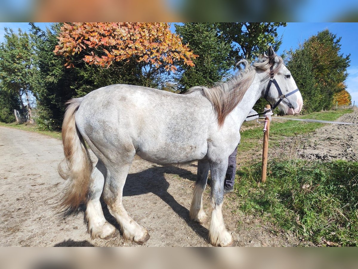 Shire Horse Yegua 1 año 180 cm Tordo in Ried im Innkreis
