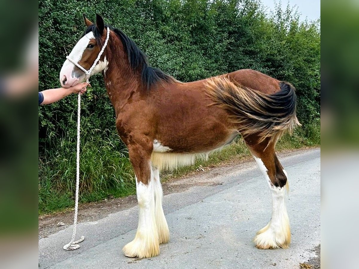 Shire Horse Yegua 1 año in whitegate